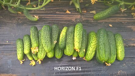 ogórek gruntowy HORIZON F1