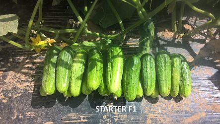 Ogórek gruntowy STARTER F1