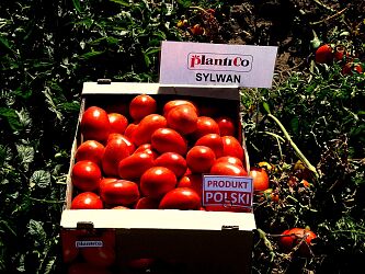 pomidor gruntowy SYLWAN - NOWOŚĆ!