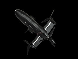 Black-Wasp-4.jpeg
